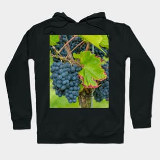 Vineyard, Kaiserstuhl, South-West Germany Hoodie